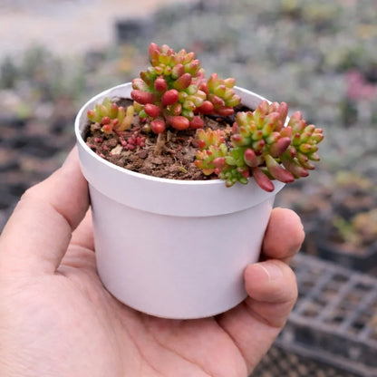Sedum Rubrotinctum (Bare Rooted)