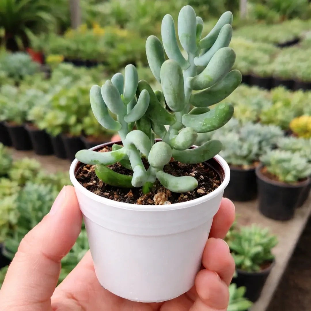 Sedum Allantoides succulent with plump, elongated blue-green leaves growing on branching stems in a white pot held in a person’s hand at a plant nursery.
