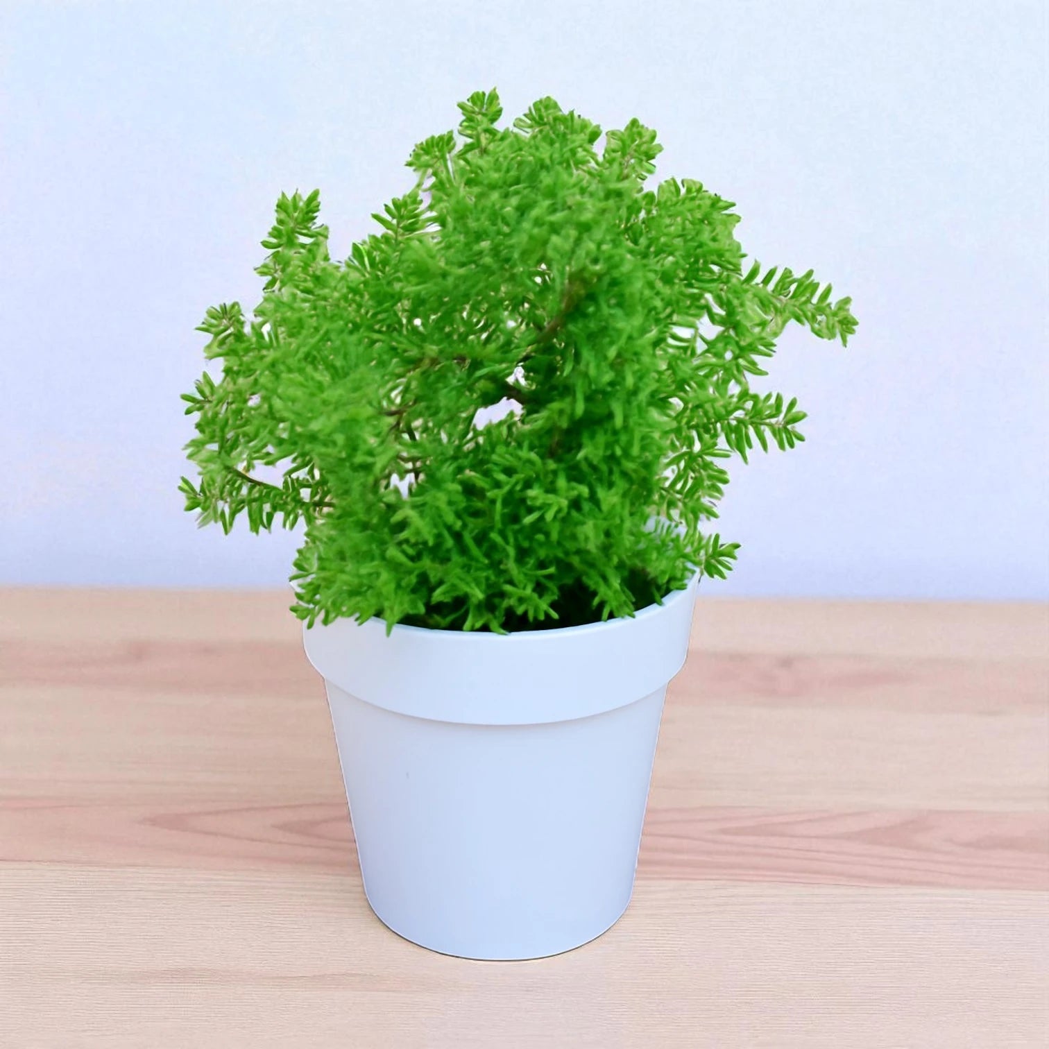 Sedum Lineare succulent with dense, fine, needle-like green leaves forming a lush, bushy growth habit in a white pot.