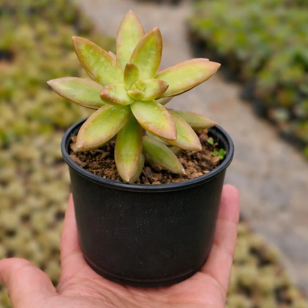 Sedum nussbaumerianum succulent with elongated yellow-green leaves and orange-tinted edges, forming a compact rosette in a white pot on a wooden surface.