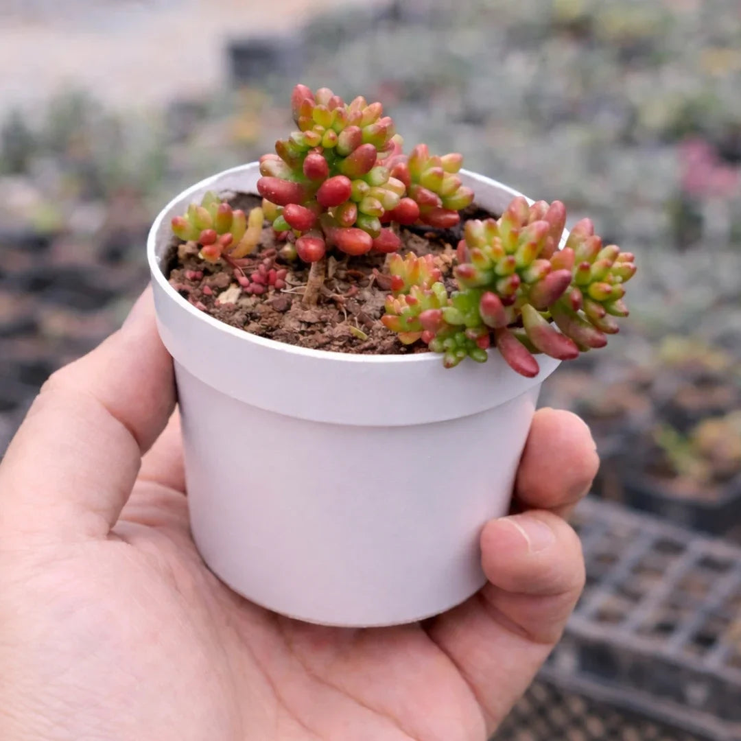 Sedum rubrotinctum Jelly Bean succulent with plump green and red bean-shaped leaves growing in a white pot