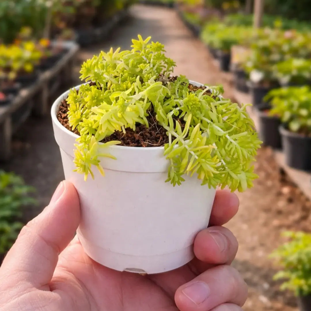 Sedum japonicum ‘Tokyo Sun’ (Bare Rooted)