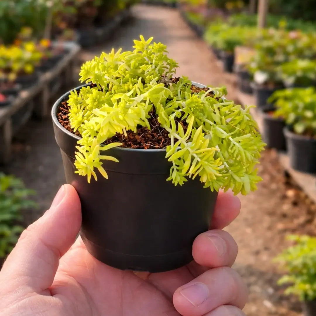 Sedum japonicum ‘Tokyo Sun’ (Bare Rooted)