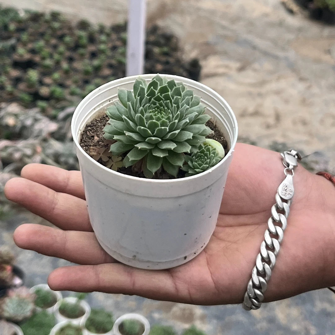Sempervivum calcarium succulent with a dense green rosette of pointed leaves and small offsets, growing in a white pot held in a person’s hand at a plant nursery.