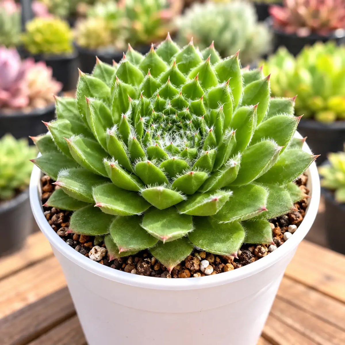 Sempervivum Pumilum (Bare Rooted)