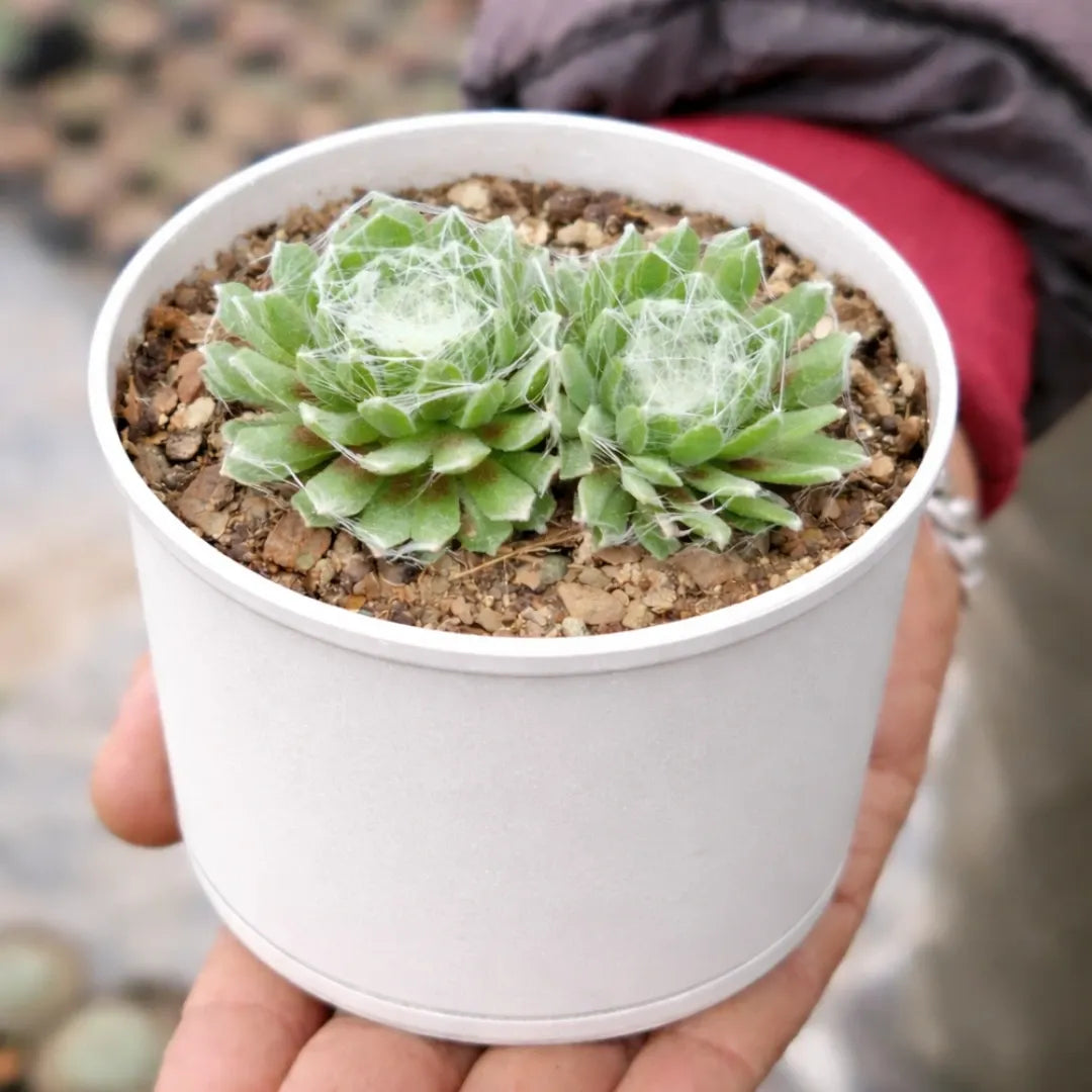 Sempervivum arachnoideum succulent with compact green rosettes covered in fine white, cobweb-like hairs, growing in a white pot held in a person’s hand.
