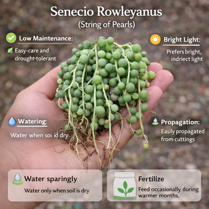 Senecio rowleyanus String of pearls (Bare Rooted)