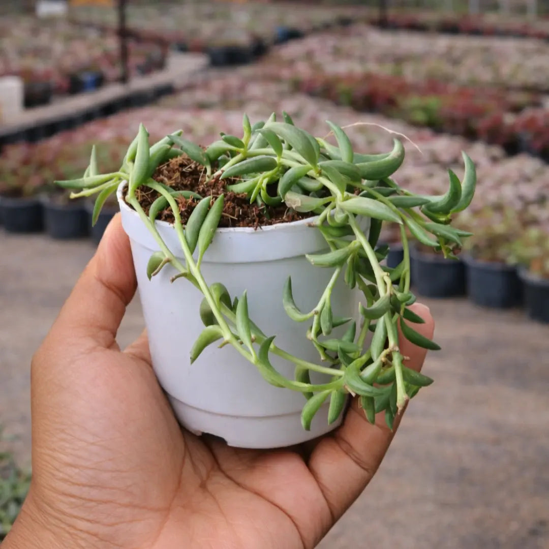 Senecio citriformis ‘String of Tears’ succulent with trailing green stems and elongated, teardrop-shaped leaves, growing in a white pot held in a person’s hand at a plant nursery.