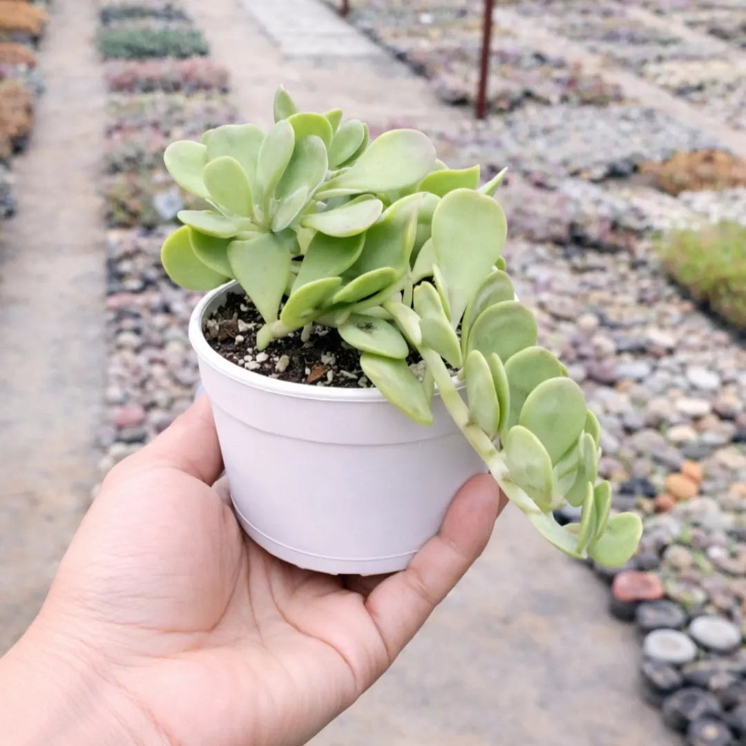 Senecio jacobsenii succulent with trailing stems and thick, oval, pale green leaves arranged along the branches, growing in a black pot held in a person’s hand at a plant nursery.