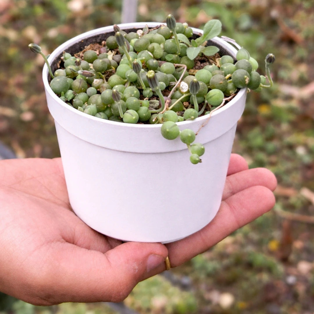 Senecio rowleyanus String of Pearls with round green bead-like leaves and trailing stems growing in a white pot
