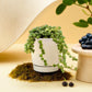 Buy string of Pearls Succulent plant online . Available at plant orbit.