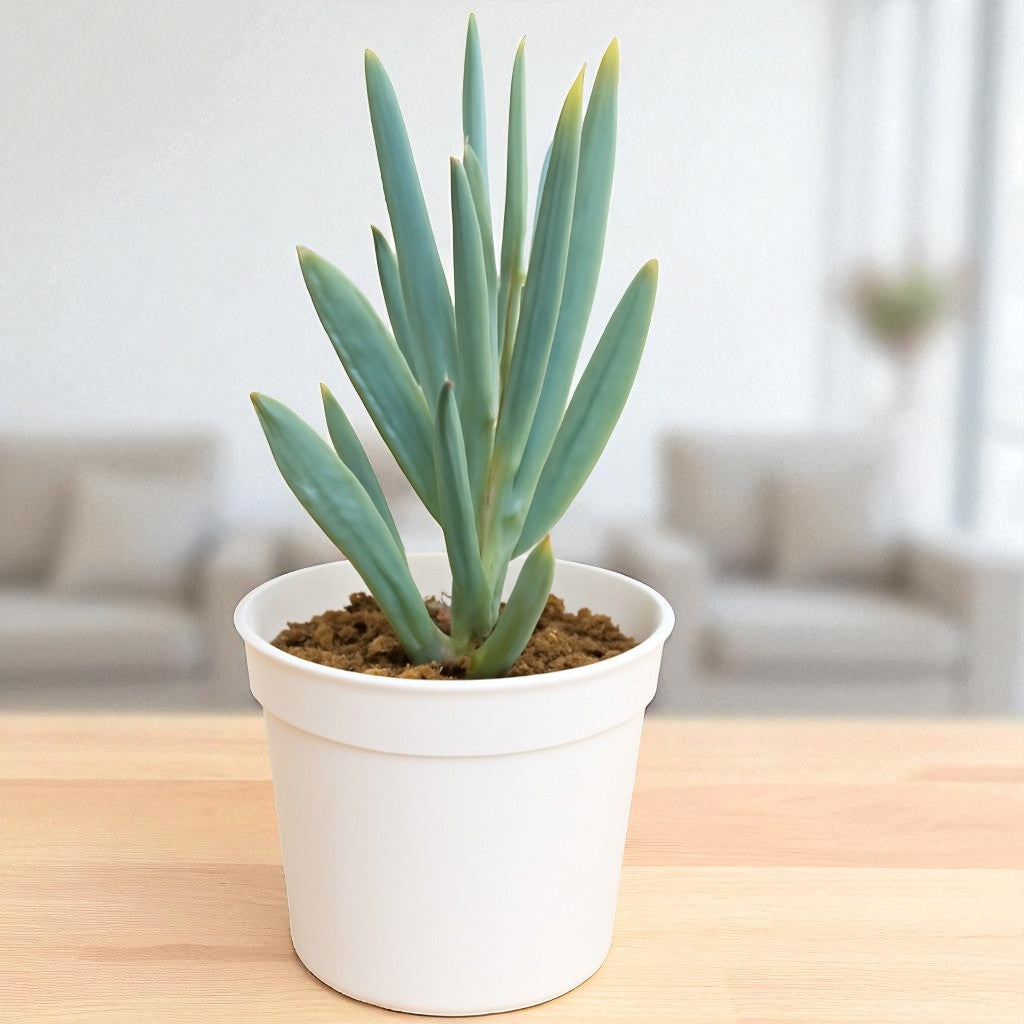 Senecio serpens succulent with upright, blue-green, finger-like leaves growing in a white pot on a wooden surface.