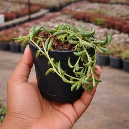 Senecio citriformisis (String of tears) (Bare Rooted)