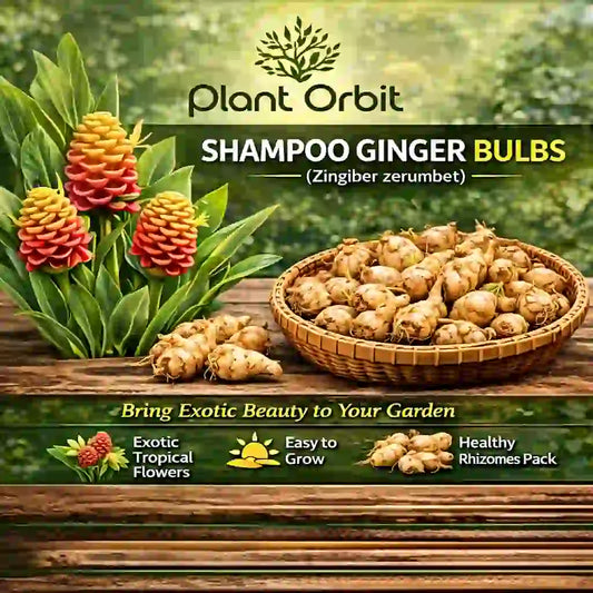 Shampoo Ginger Bulb