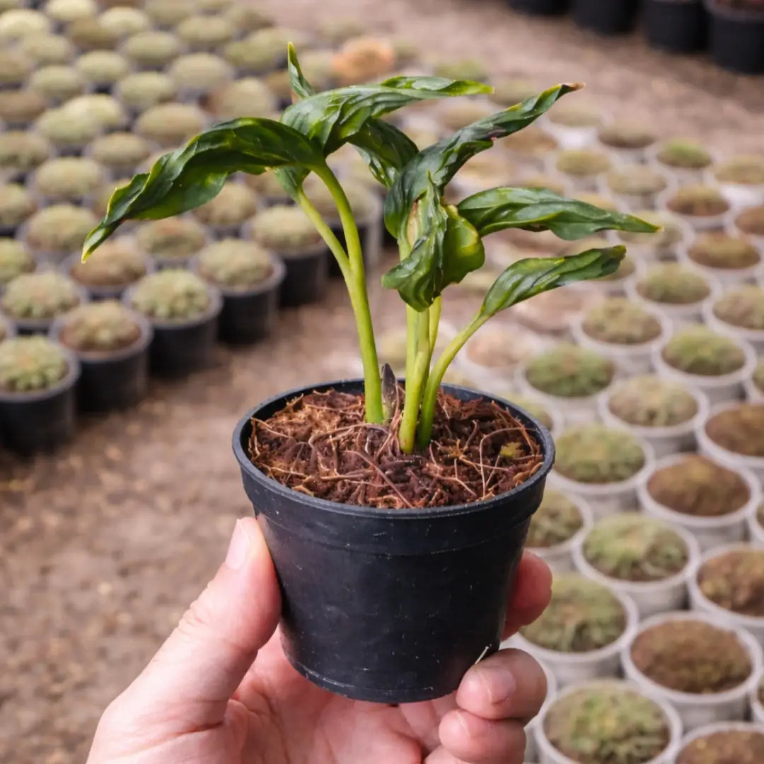 Sleeping Pothos Sapling