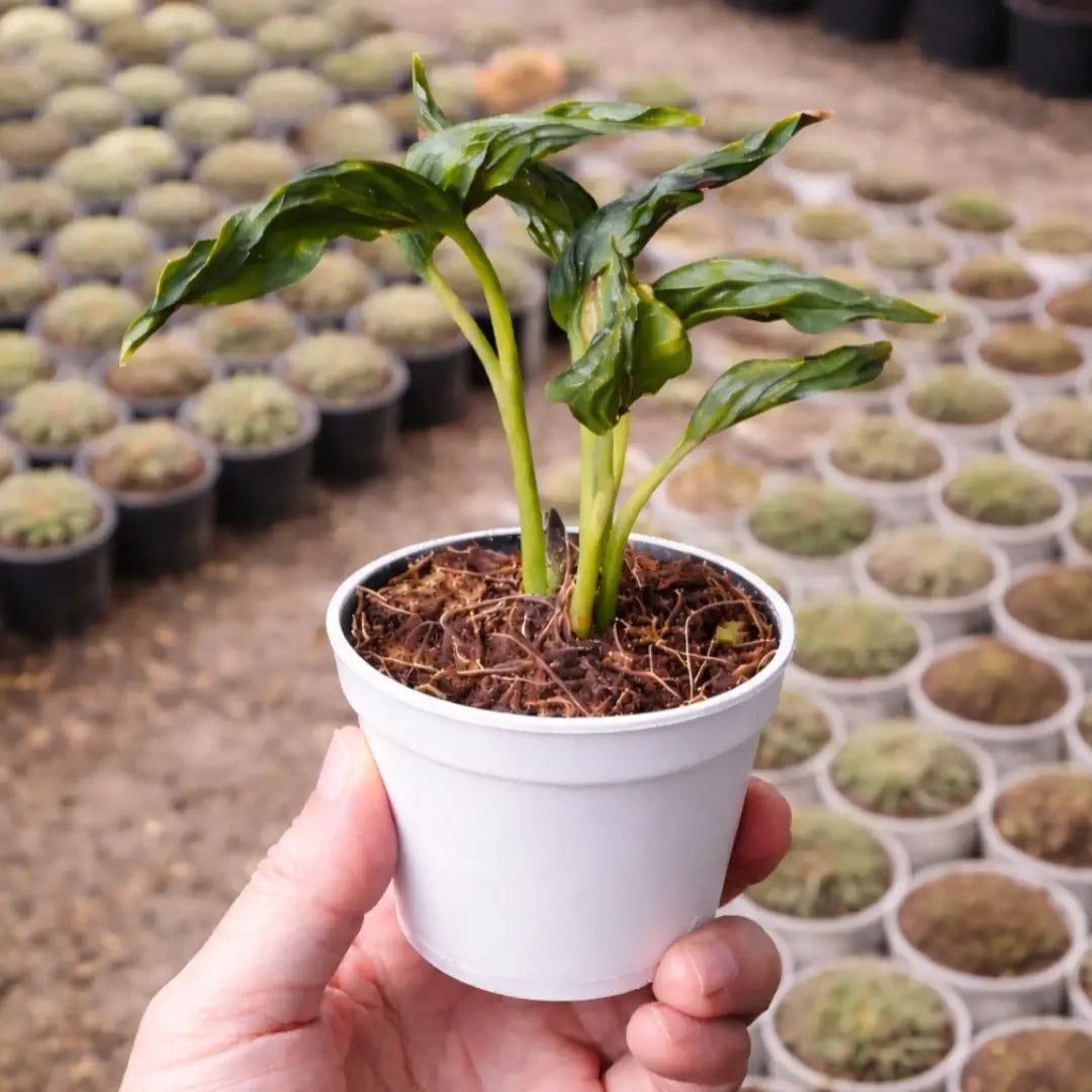 Sleeping Pothos Sapling