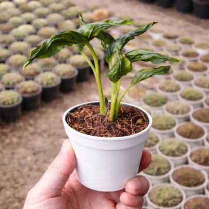 Sleeping Pothos Sapling