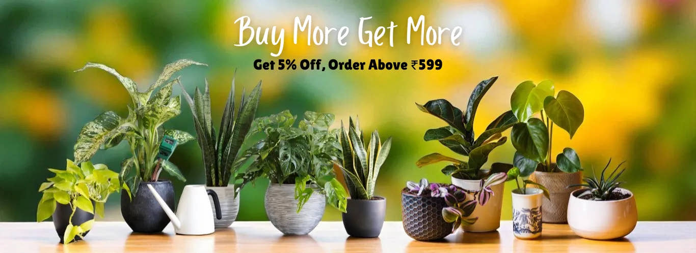 Succulent Plants