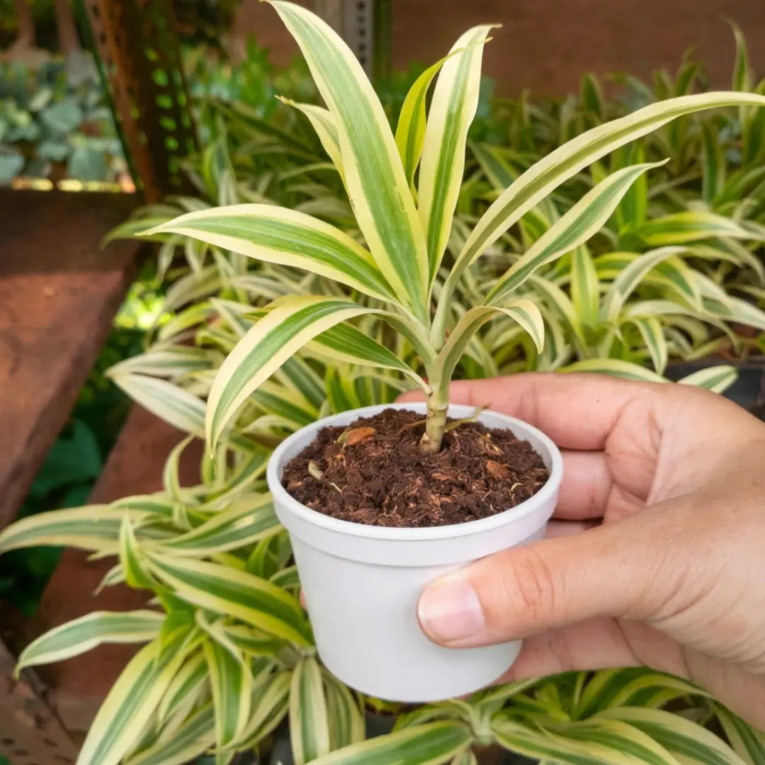 Song of India Plant (Dracaena reflexa) with long green and cream variegated leaves growing in a white pot