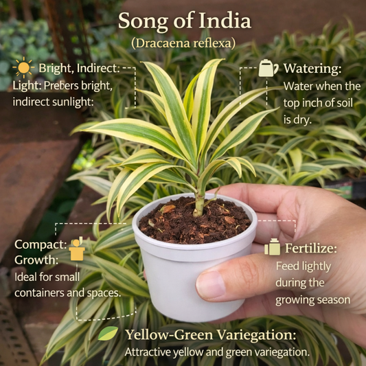 Song of India Plant