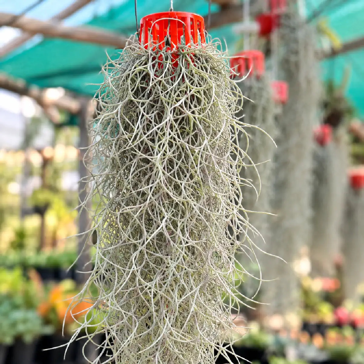 Spanish Moss Grass Hanging (Bare Rooted)