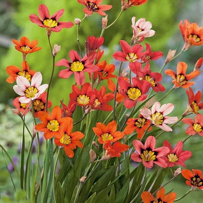 Sparaxis Bulbs