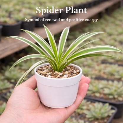 Office Desk Plants Combo - Set of 6 Live Succulent Plants by Plant Orbit