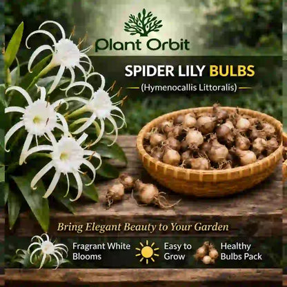 Spider Lily Bulb
