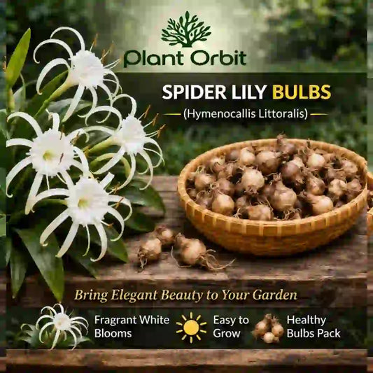 Spider Lily Bulb