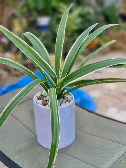 SPIDER PLANT AIR PURIFIER (BARE ROOTED)
