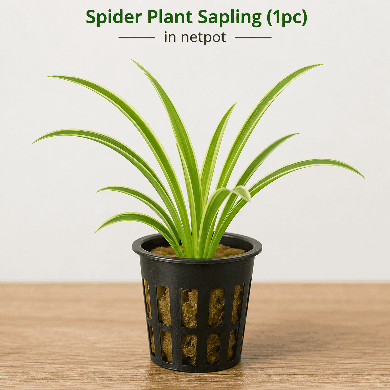 Spider Plant Sapling with long green variegated leaves in a black nursery pot by Plant Orbit