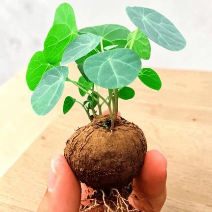 Stephania Erecta Bulb