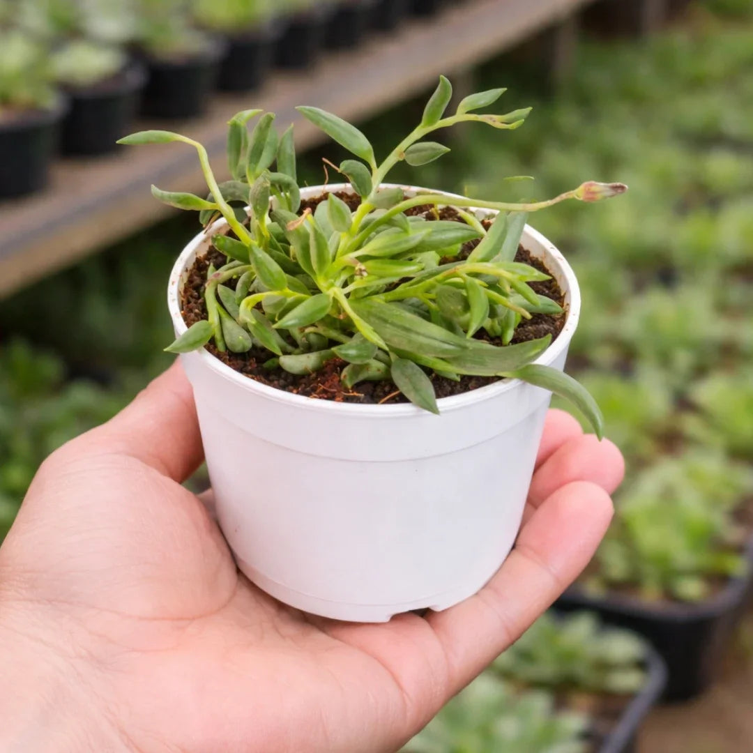 String of Bananas succulent with slender, curved green banana-shaped leaves growing in trailing stems, planted in a white pot held in a person’s hand at a plant nursery.