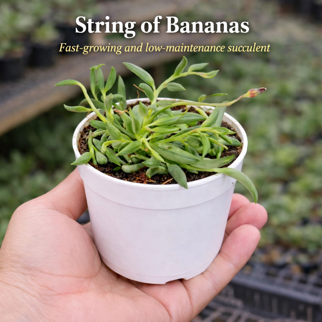 Succulent Combo – Set of 7 Live Succulent Plants by Plant Orbit