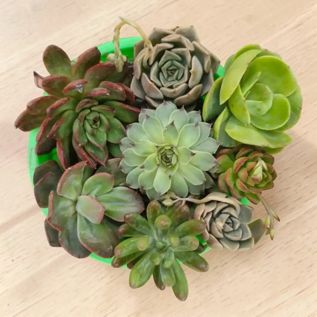 Succulent Combo A8 ( Bare-rooted )- Set of 8 Live Succulent Plants by Plant Orbit