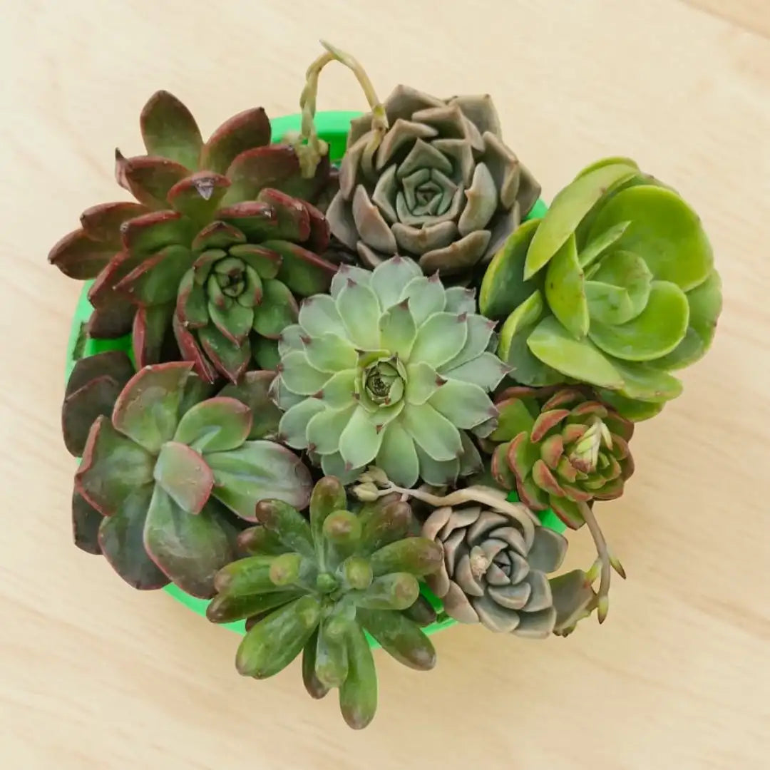 Succulent Combo A8 ( Bare-rooted )- Set of 8 Live Succulent Plants by Plant Orbit