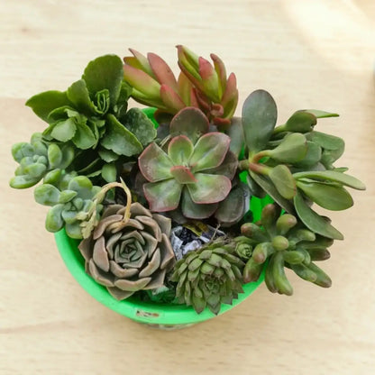 Succulent Combo A9 - Set of 8 Live Succulent Plants by Plant Orbit