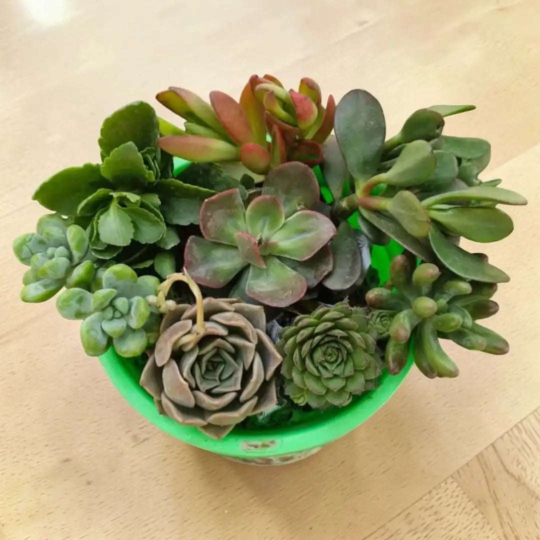 Succulent Combo A9  ( Bare-rooted )- Set of 8 Live Succulent Plants by Plant Orbit