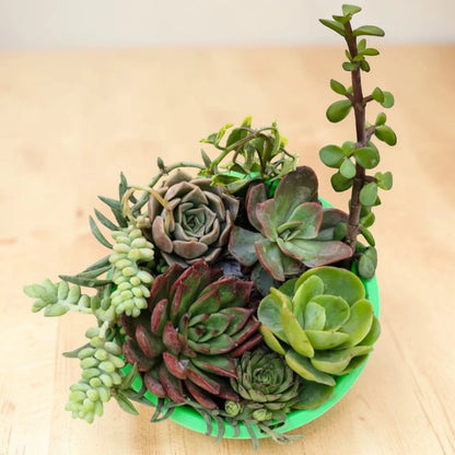 Succulent Combo A10- Set of 8 Live Succulent Plants by Plant Orbit