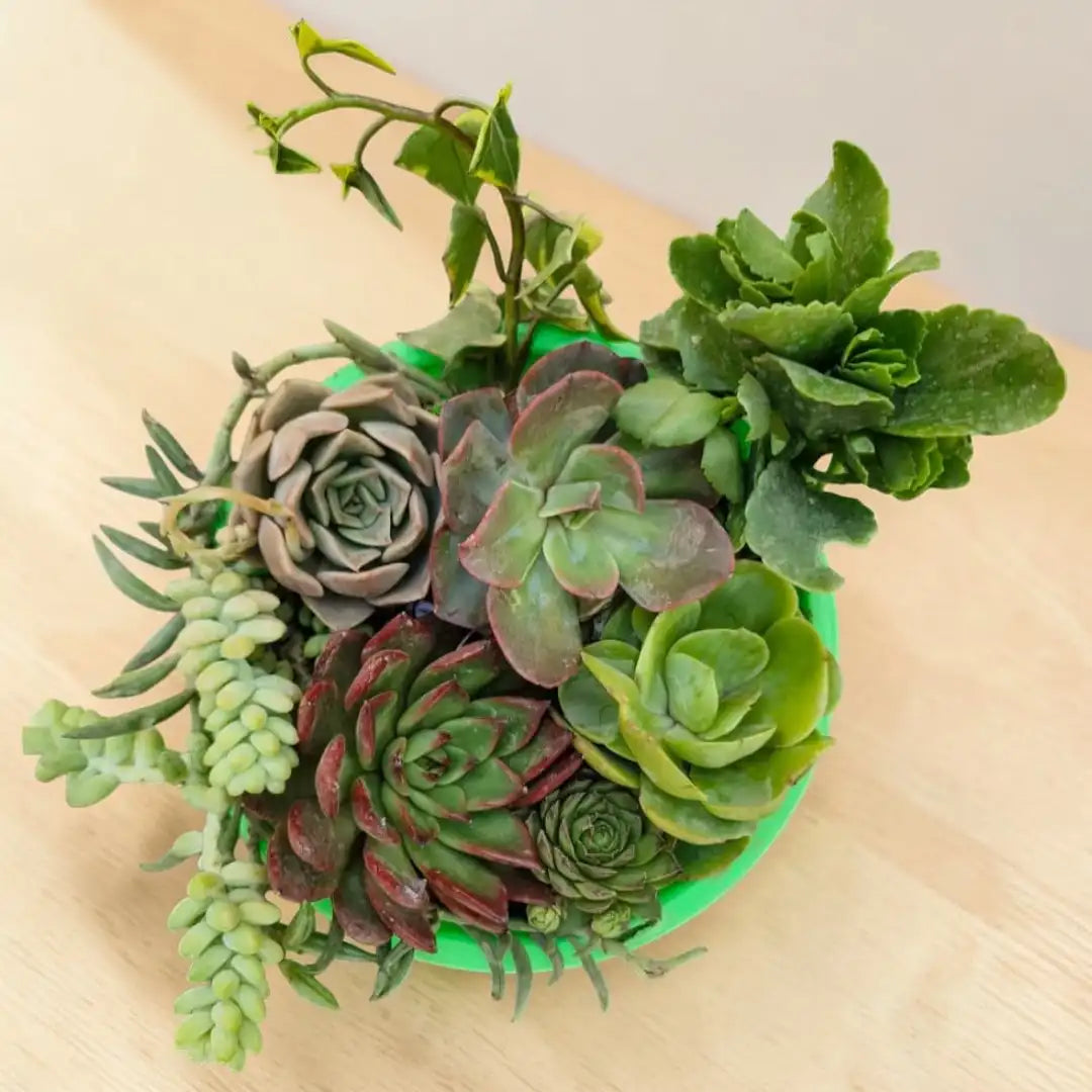 Succulent Combo A10 ( Bare-rooted )- Set of 8 Live Succulent Plants by Plant Orbit