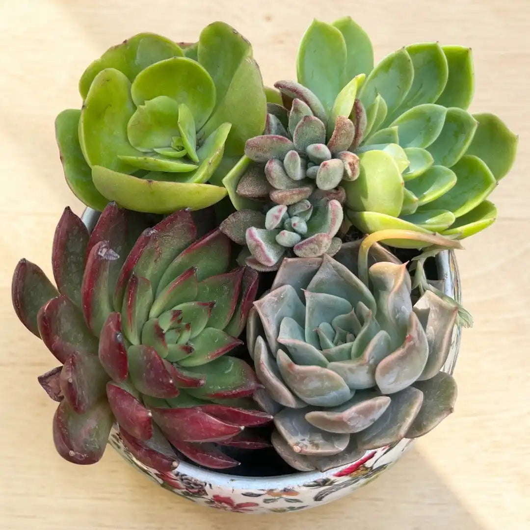 Succulent Combo A11 ( Bare-rooted )- Set of 5 Live Succulent Plants by Plant Orbit