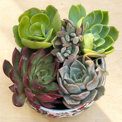Succulent Combo A14- Set of 5 Live Succulent Plants by Plant Orbit