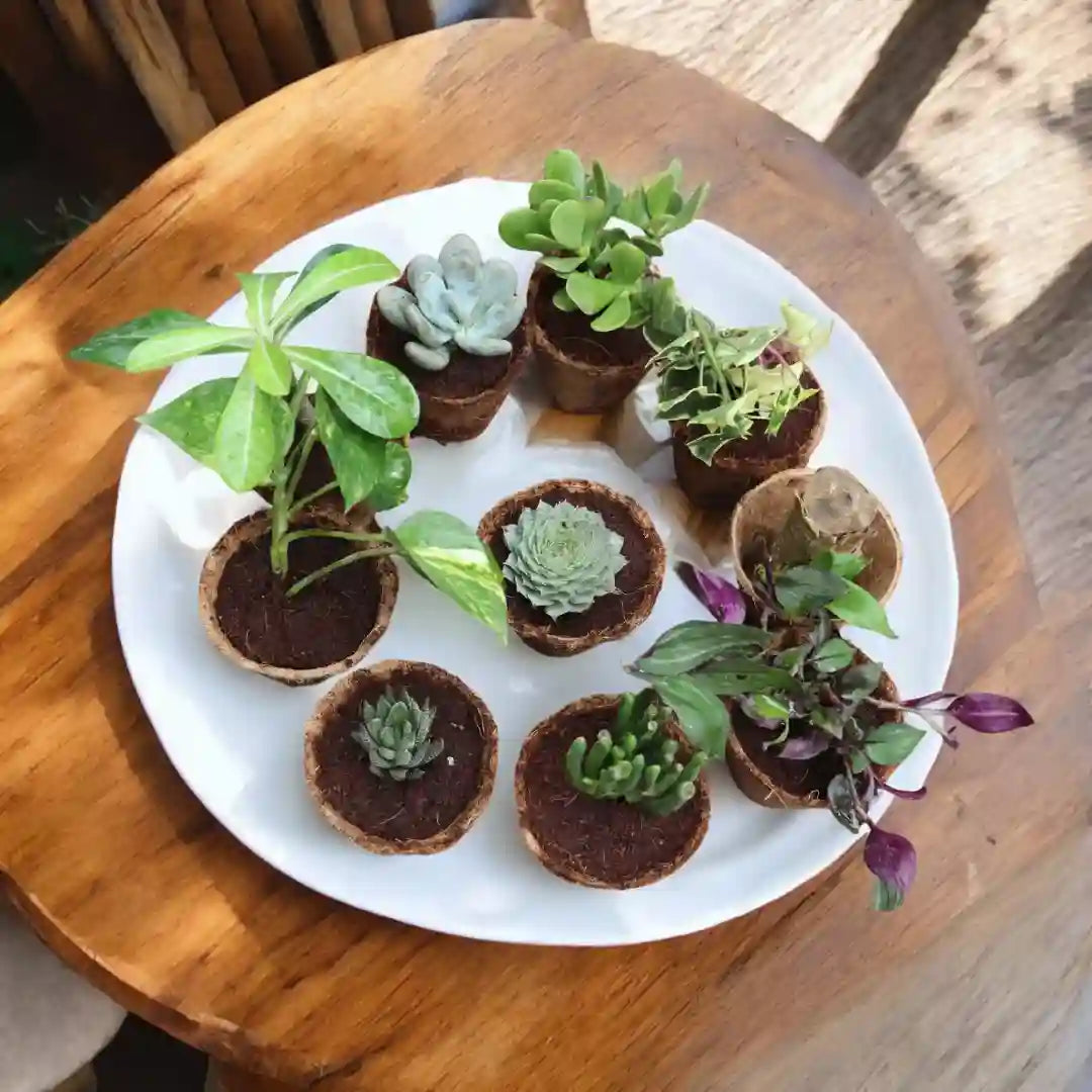 Succulent Combo  ( Bare-rooted )– Set of 10 Live Succulent Plants by Plant Orbit