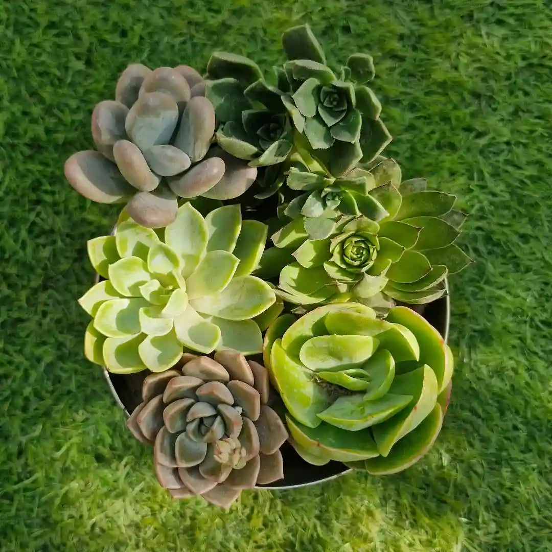 Succulent Elegance Gift Set Combo ( Bare-rooted ) - Set of 6 Live Succulent Plants by Plant Orbit