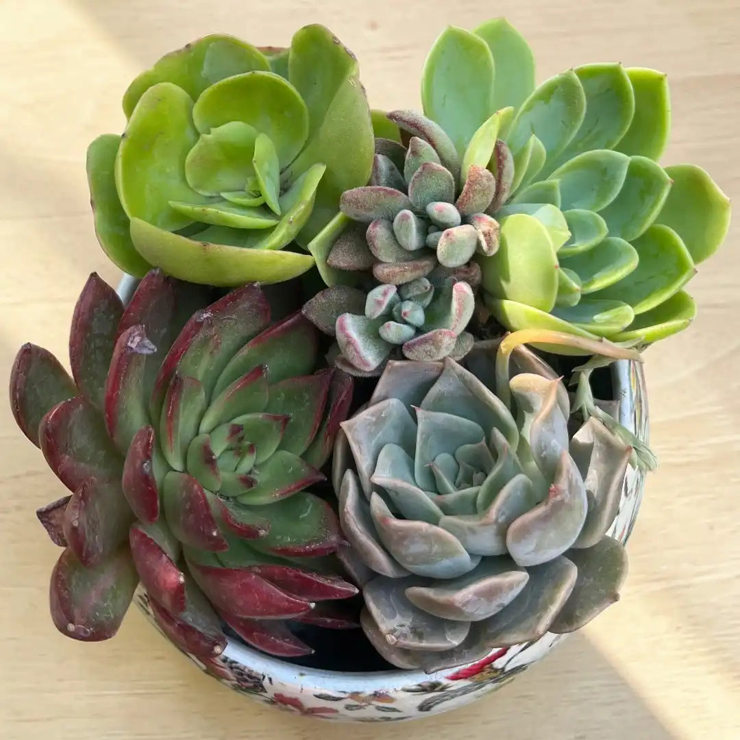 Five live succulent plants with green, burgundy, and blue-green rosette-shaped leaves arranged in a decorative bowl on a light wooden surface.