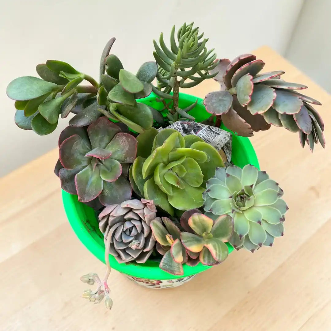 Succulent Combo  featuring 8 live succulent plants arranged together in a decorative container, showcasing a vibrant mix of green, purple, and variegated succulent varieties.