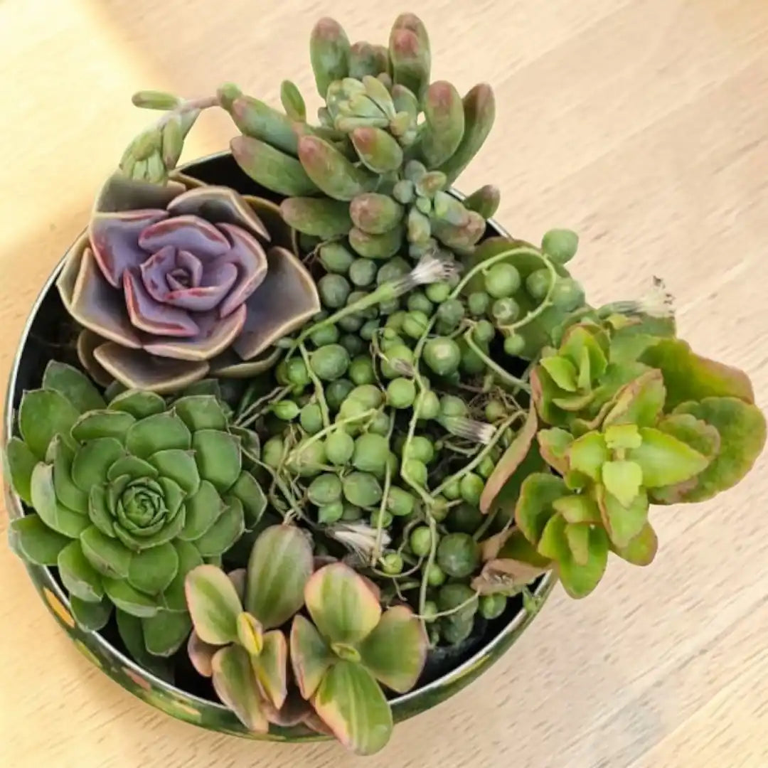 Succulent Combo featuring 6 live succulent plants arranged together in a decorative pot, showcasing a variety of colorful and textured succulent varieties.