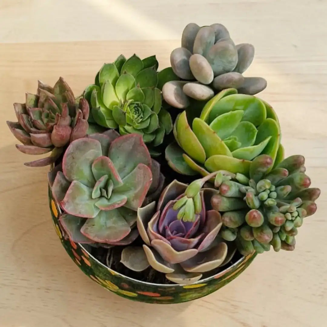 Seven live succulent plants with varied green, purple, pink, and blue-green rosette and clustered forms arranged in a decorative bowl on a light wooden surface.