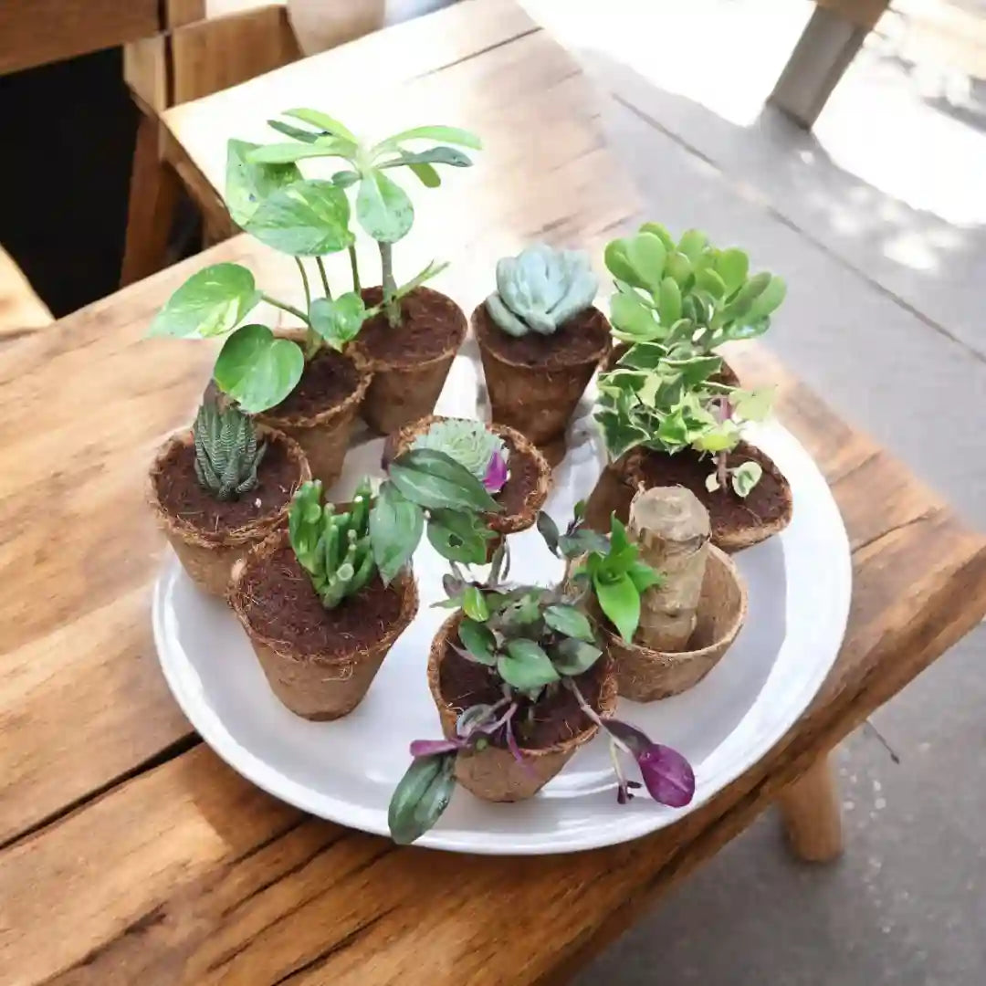 Succulent Combo featuring 10 live succulent plants in small individual pots, arranged on a white tray and displayed on a wooden table.
