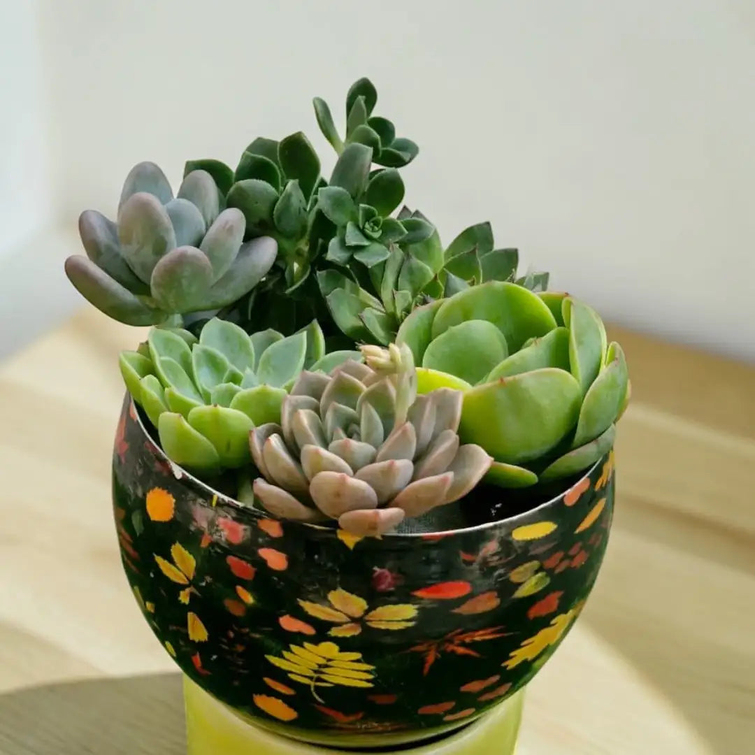 Indoor succulents arranged in a decorative floral-patterned pot, perfect for indoor home décor and small-space gardening.